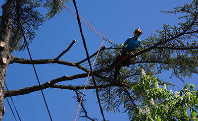 Services d’Élagage et d’Abattage d’Arbres à Flourens